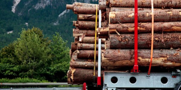 Logs loaded in a truck