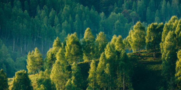 Explainer: Setting and Implementing No-Deforestation Commitments under SBTi FLAG